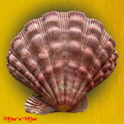 Nodipecten nodosus (Linnaeus, 1758) - Imagem 2