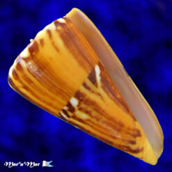 Conus riosi Petuch, 1986