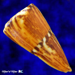 Conus riosi Petuch, 1986 - Imagem 4