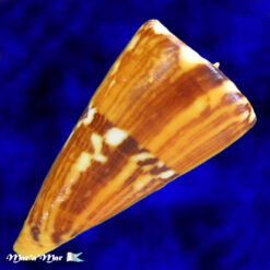 Conus riosi Petuch, 1986 - Imagem 3