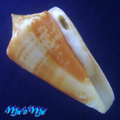 Conus xanthocinctus Petuch, 1986