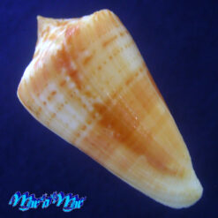 Alternative view of Conus xanthocinctus Petuch, 1986