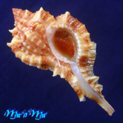Siratus coltrorum E. Vokes, 1991