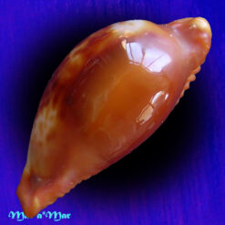 Cypraea (Propustularia) surinamensis aubryana ( Perry, 1811) - Imagem 3