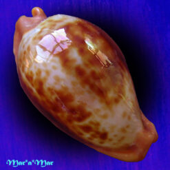 Cypraea (Propustularia) surinamensis aubryana ( Perry, 1811)
