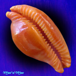 Cypraea (Propustularia) surinamensis aubryana ( Perry, 1811) - Imagem 4