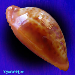 Cypraea (Propustularia) surinamensis aubryana ( Perry, 1811) - Imagem 2