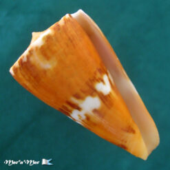 Conus riosi Petuch, 1986