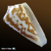 Conus clerii Reeve, 1844