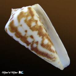 Conus clerii Reeve, 1844