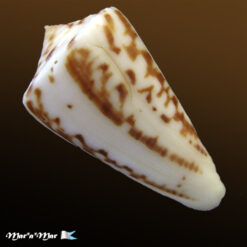 Alternative view of Conus clerii Reeve, 1844