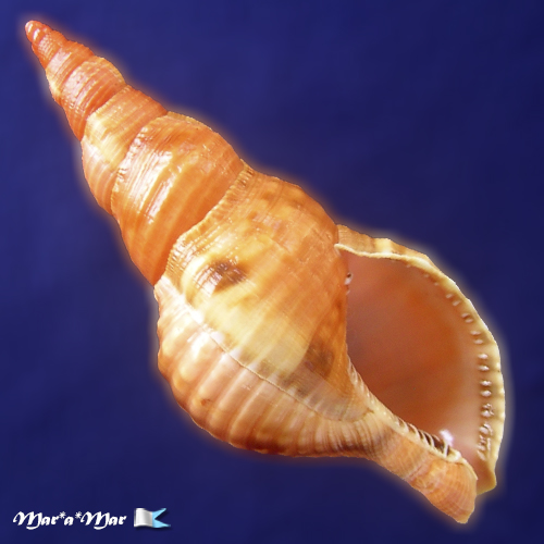 Charonia variegata (Lamarck, 1816)
