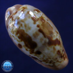 Cypraea picta Gray, 1824