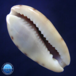 Cypraea picta Gray, 1824 - Imagem 2