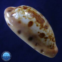 Cypraea picta Gray, 1824 - Imagem 3
