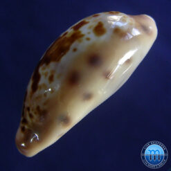 Cypraea picta Gray, 1824 - Imagem 4