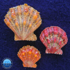 Nodipecten nodosus (Linnaeus, 1758)