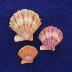Nodipecten nodosus (Linnaeus, 1758) - Imagem 2