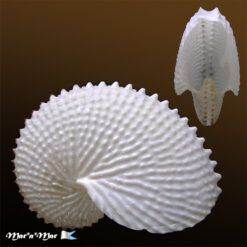Argonauta nodosa Lightfoot,1786