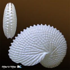 Argonauta nodosa Lightfoot,1786 - Imagem 2