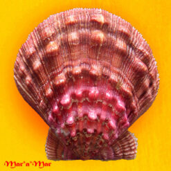 Nodipecten nodosus (Linnaeus, 1758)