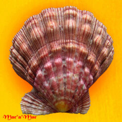 Nodipecten nodosus (Linnaeus, 1758) - Imagem 2