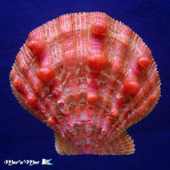 Nodipecten nodosus (Linnaeus, 1758)