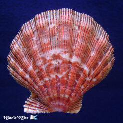 Nodipecten nodosus (Linnaeus, 1758) - Imagem 2
