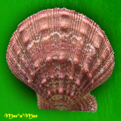 Nodipecten nodosus (Linnaeus, 1758)