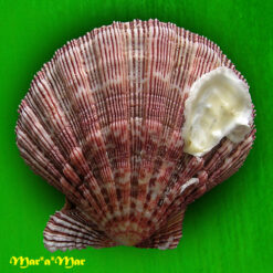 Nodipecten nodosus (Linnaeus, 1758) - Imagem 2