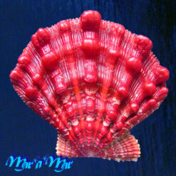 Nodipecten nodosus (Linnaeus, 1758)