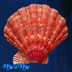Nodipecten nodosus (Linnaeus, 1758) - Imagem 2