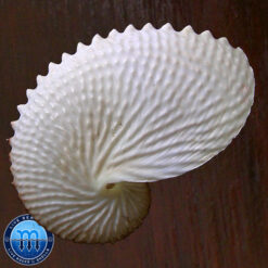 Argonauta nodosa Lightfoot,1786