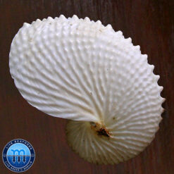 Argonauta nodosa Lightfoot,1786 - Image 3