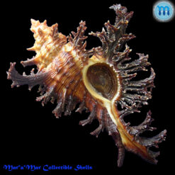 Chicoreus spectrum (Reeve, 1846)