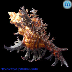 Chicoreus spectrum (Reeve, 1846) - Imagem 3