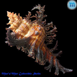 Chicoreus spectrum (Reeve, 1846) - Imagem 4