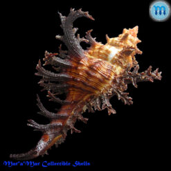 Alternative view of Chicoreus spectrum (Reeve, 1846)