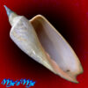 Zidona dufresnei (Donovan, 1823)