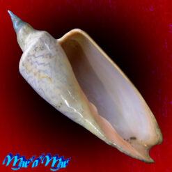 Zidona dufresnei (Donovan, 1823)