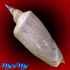 Alternative view of Zidona dufresnei (Donovan, 1823)