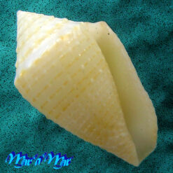 Conus henckesi Coltro 2004