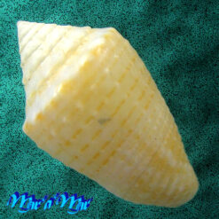 Alternative view of Conus henckesi Coltro 2004