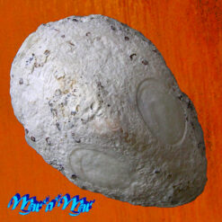 Patella mexicana Broderip & Sowerby, 1829