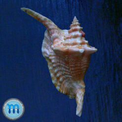 Aliger gallus Linnaeus, 1758 - Image 3