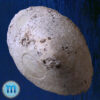 Patella mexicana Broderip & Sowerby, 1829