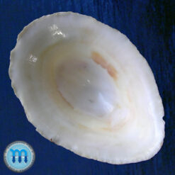 Patella mexicana Broderip & Sowerby, 1829 - Imagem 2