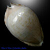 Cypraea marginata Gaskoin, 1849