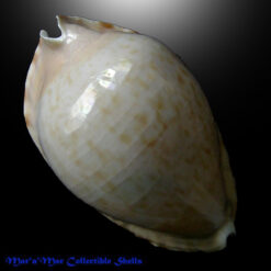 Cypraea marginata Gaskoin, 1849