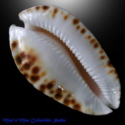 Cypraea marginata Gaskoin, 1849 - Image 3